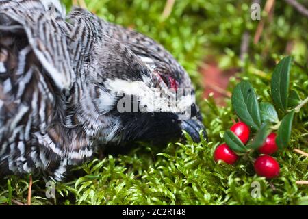 trofeo di hunter - la hazel-hen Foto Stock