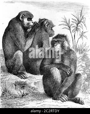 Macachi barbardati, illustrazione vintage incisa. Da elementi zoologici di Paul Gervais. Foto Stock