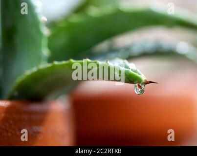 Essen, Germania. 18 Giugno 2020. Una goccia d'acqua pende sulla punta di foglia di un'agave dopo la pioggia in NRW. Ha piovuto fino a 30 litri per metro quadrato in alcune regioni del basso Reno. Credit: Roland Weihrauch/dpa/Alamy Live News Foto Stock