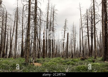 Deadwood, ecologia ambiente paesaggio. Terreno con piante verdi Foto Stock