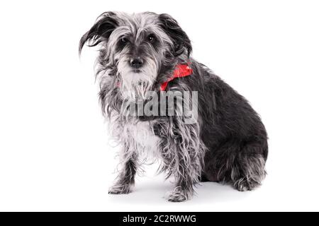 Adozione animale concetto. Il vecchio concetto di animale. Salvataggio concetto del cane. Simpatici Terrier Irlandesi cane con un nastro rosso, isolato su sfondo bianco. Foto Stock