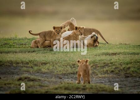 Cub orologi leonessa giacenti coperte in cubs Foto Stock