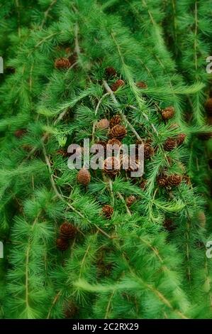 Coni su un albero conifero circondato da rami densi Foto Stock