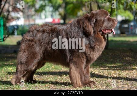 Marrone del cane di Terranova nel parco. Foto Stock