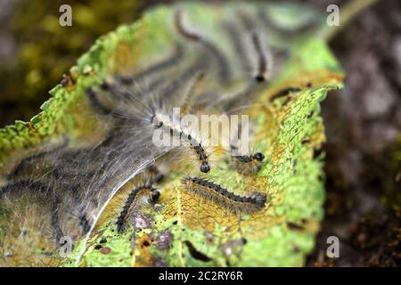 Caterpillars del crataegi di Aporia (bianco nero-vened) che mangia le foglie di mela, primo piano il dettaglio macro, bokeh blurry morbido Foto Stock