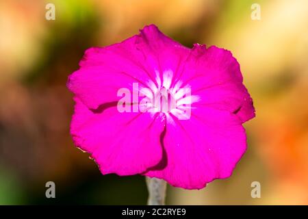 Lychnis coronaria una pianta di fiori perenni di estate di colore rosa magenta viola, comunemente conosciuta come campion di rosa Foto Stock