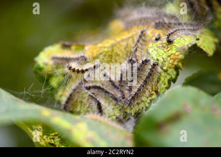 Caterpillars del crataegi di Aporia (bianco nero-vened) che mangia le foglie di mela, primo piano il dettaglio macro, bokeh blurry morbido