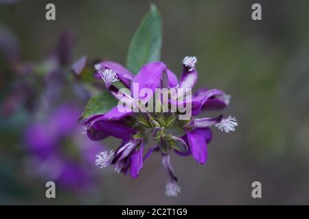 Bellissimi fiori viola del bosco Sweet Pea Foto Stock