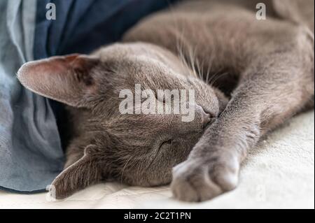 Primo piano di Senior Female Russian Blue Cat addormentato sul letto blu Foto Stock