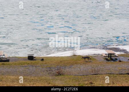 Una coyote è a piedi da soli sulla riva del lago superiore nella regione di Kananaskis, nell'area picnic, con acqua di lago freesized, Alberta, Canada Foto Stock