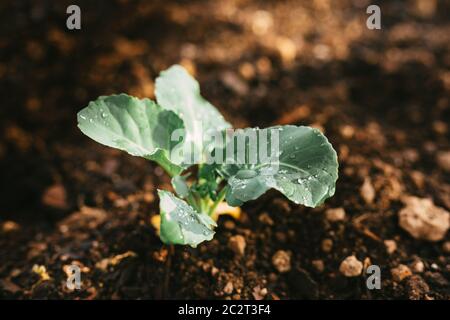 Giardino irrigato naturale coltivando broccoli con acqua sulle foglie Foto Stock