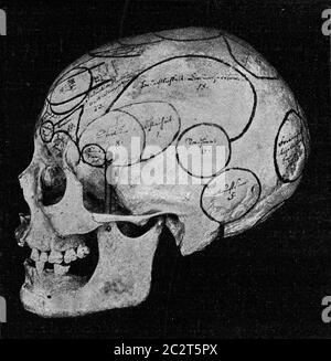 Cranio con indicazione di organi di Gall visti da un lato e da dietro, illustrazione vintage incisa. Dall'Universo e dall'umanità, 1910. Foto Stock