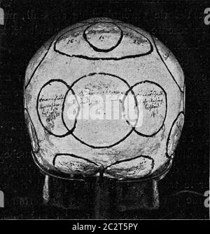 Cranio con indicazione di organi di Gall visti da un lato e da dietro, illustrazione vintage incisa. Dall'Universo e dall'umanità, 1910. Foto Stock