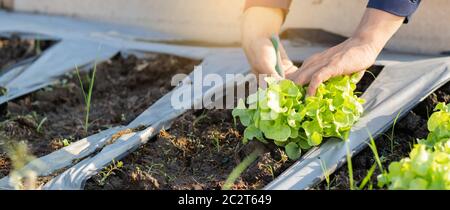 Mani closeup di giovane agricoltore asiatico uomo controllo fresco orto biologico in azienda, coltivazione lattuga verde per la raccolta agricoltura con bu Foto Stock