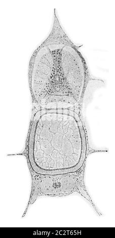 Sezione attraverso la corda e il midollo spinale di una giovane trota, annata illustrazione incisa. Dall'Universo e dall'umanità, 1910. Foto Stock