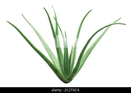 Aloe vera impianto isolato su sfondo bianco, a piena lunghezza. Foto Stock