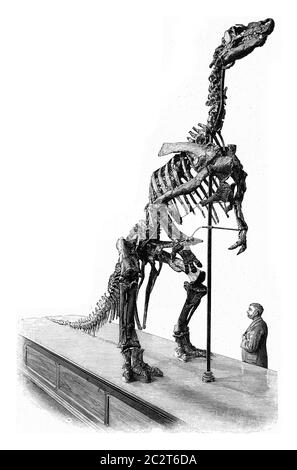 Scheletro di un Iguanodon di Bernissart, illustrazione d'epoca incisa. Dall'Universo e dall'umanità, 1910. Foto Stock