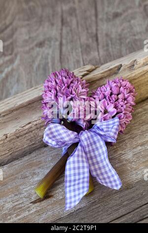 fiori di giacinto viola con arco nostalgico a scacchi su sfondo di legno intemperato Foto Stock