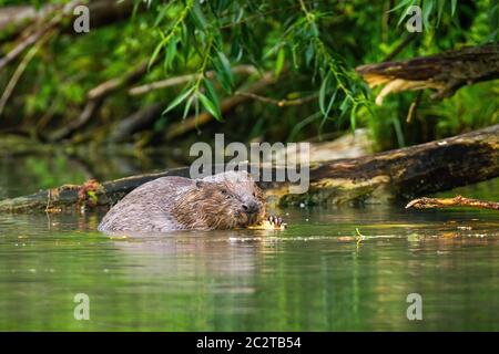 Un concentrato eurasian castoro, Castor fiber, la lavorazione del legno in ambienti umidi del fiume. Un adulto beaver con grandi griffe alimentare se stesso in t Foto Stock