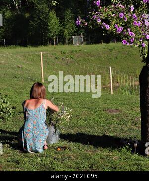 La ragazza che organizza fiori in secchio per la festa del solstizio in Lettonia, in una giornata di sole in campagna. Foto Stock