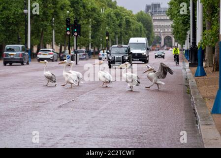 Westminster, Londra, Regno Unito. 18 Giu 2020. I pellicani che vivono nel St. James's Park hanno deciso di fare una passeggiata attraverso il Mall, fermando il traffico. Camminare in strada. Gli operai del parco dovevano riportarli indietro Foto Stock