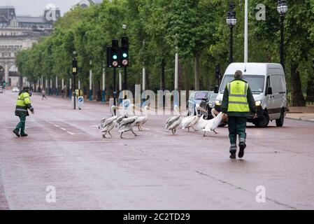 Westminster, Londra, Regno Unito. 18 Giu 2020. I pellicani che vivono nel St. James's Park hanno deciso di fare una passeggiata attraverso il Mall, fermando il traffico. Camminare in strada. Gli operai del parco dovevano riportarli indietro Foto Stock