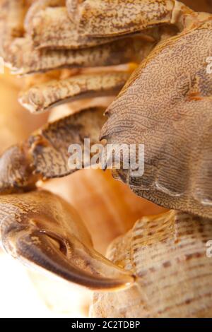 Granchio di mare sul guscio. Primo piano Foto Stock