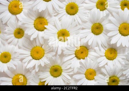 Oxeye daisies, Leucanthemum vulgare. Foto Stock