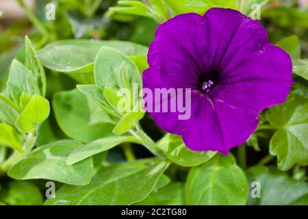 Bellissima Petunia viola profondo Foto Stock