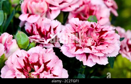 Bellissimo Dianthus rosso e rosa Foto Stock