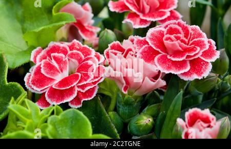 Dianthus cariophyllus ‘Oscar’ Foto Stock