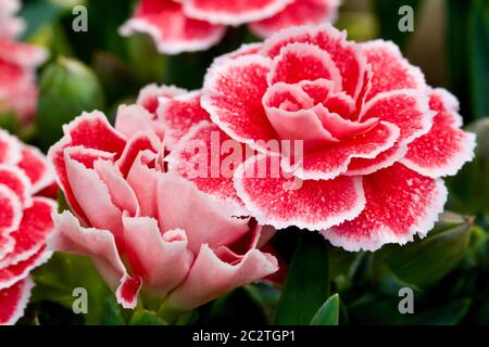 Dianthus cariophyllus ‘Oscar’ Foto Stock