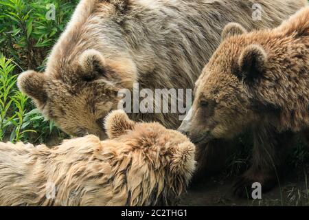 Tre orsi bruni europei o eurasiatici (ursus arctos arctos) si stringono in erba Foto Stock