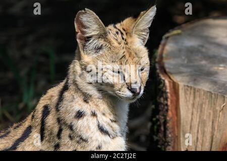 Serval (Leptailurus serval) (felis serval) gatto selvatico originario dell'Africa, primo piano della testa, prigioniero Foto Stock