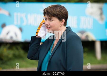 Edimburgo, Scozia, Regno Unito. 18 giugno 2020. Nella foto: Ruth Davidson MSP - ex leader del conservatore scozzese e unionista Paary, ha visto la campagna sui gradini dello zoo con manifesti e burattini di animali per la riapertura sicura dello zoo di Edimburgo come parte della fase 2 di alleggerimento delle restrizioni di blocco. Credit: Colin Fisher/Alamy Live News Foto Stock