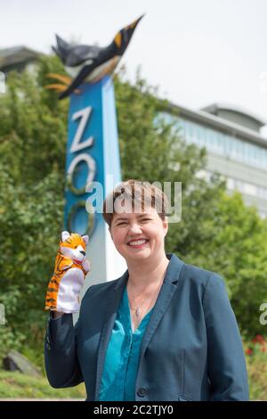 Edimburgo, Scozia, Regno Unito. , . Nella foto: Ruth Davidson MSP - ex leader del conservatore scozzese e unionista Paary, ha visto la campagna sui gradini dello zoo con manifesti e burattini di animali per la riapertura sicura dello zoo di Edimburgo come parte della fase 2 di alleggerimento delle restrizioni di blocco. Credit: Colin Fisher/Alamy Live News Foto Stock