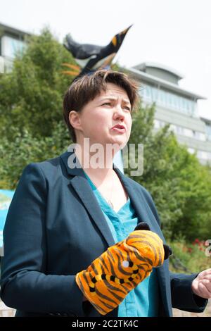 Edimburgo, Scozia, Regno Unito. , . Nella foto: Ruth Davidson MSP - ex leader del conservatore scozzese e unionista Paary, ha visto la campagna sui gradini dello zoo con manifesti e burattini di animali per la riapertura sicura dello zoo di Edimburgo come parte della fase 2 di alleggerimento delle restrizioni di blocco. Credit: Colin Fisher/Alamy Live News Foto Stock