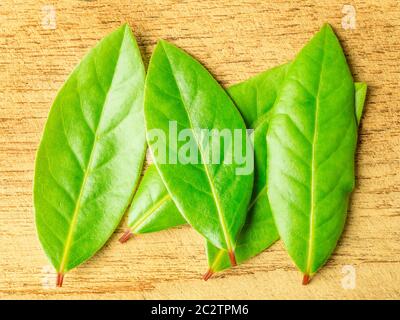 Foglie fresche di alloro su una tagliere di legno Foto Stock