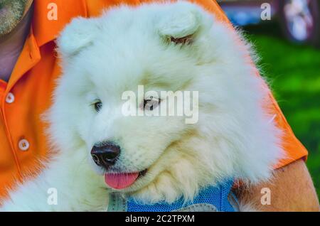 Un uomo che tiene un cucciolo Samoyed/Bjelkier tra le sue braccia. Il cane eredita il suo nome dal popolo Samoyedico della Siberia. Foto Stock