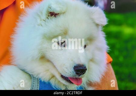 Un uomo che tiene un cucciolo Samoyed/Bjelkier tra le sue braccia. Il cane eredita il suo nome dal popolo Samoyedico della Siberia. Foto Stock