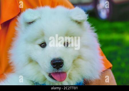 Un uomo che tiene un cucciolo Samoyed/Bjelkier tra le braccia, che guarda direttamente la macchina fotografica. Foto Stock