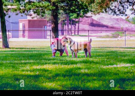 Un ragazzo con una bottiglia di Gatorade e un pug, in un parco per cani. Foto Stock