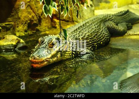 Coccodrilli crogiolarsi al sole, sdraiarsi sulla sabbia, mangiare e frolic. Allevamento di coccodrilli. Coccodrilli di allevamento. Coccodrillo denti affilati Foto Stock