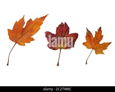 tre foglie di autunno rosse e marroni su sfondo bianco Foto Stock