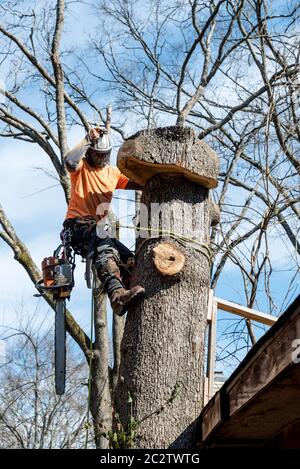 Lavoratore con motosega e casco appeso alla corda e tagliare l'albero Foto Stock