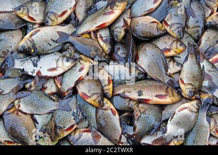 Croci e pichi catturati su erba verde. Pesca riuscita. Un sacco di carpe e pichi crogiani Foto Stock