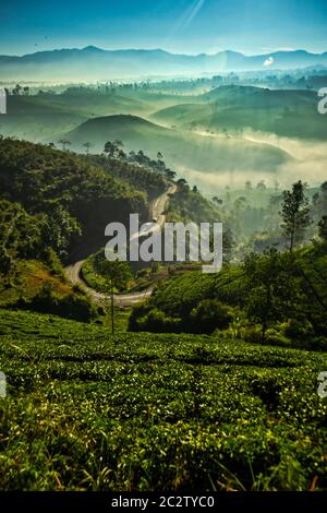 Magnifica vista al mattino con aria fresca nella piantagione di tè a Pangalengan, Bandung Foto Stock