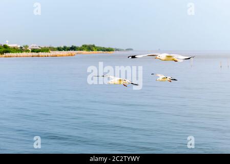 Animale nella bellissima natura per lo sfondo, vicino la vista laterale tre seagull famiglia bird flying allegramente sul blu del mare nel tramonto, Bangpu Rec Foto Stock