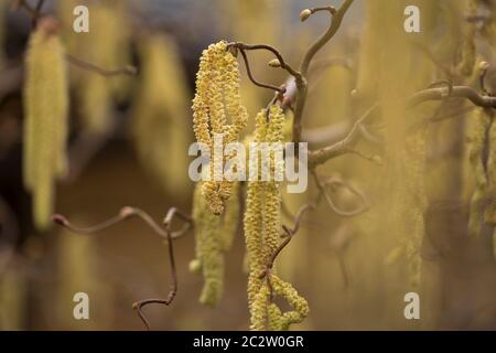 Catkins di uno stabilimento di Corylus avellana in primavera Foto Stock