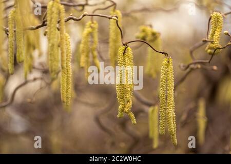 Catkins di uno stabilimento di Corylus avellana in primavera Foto Stock